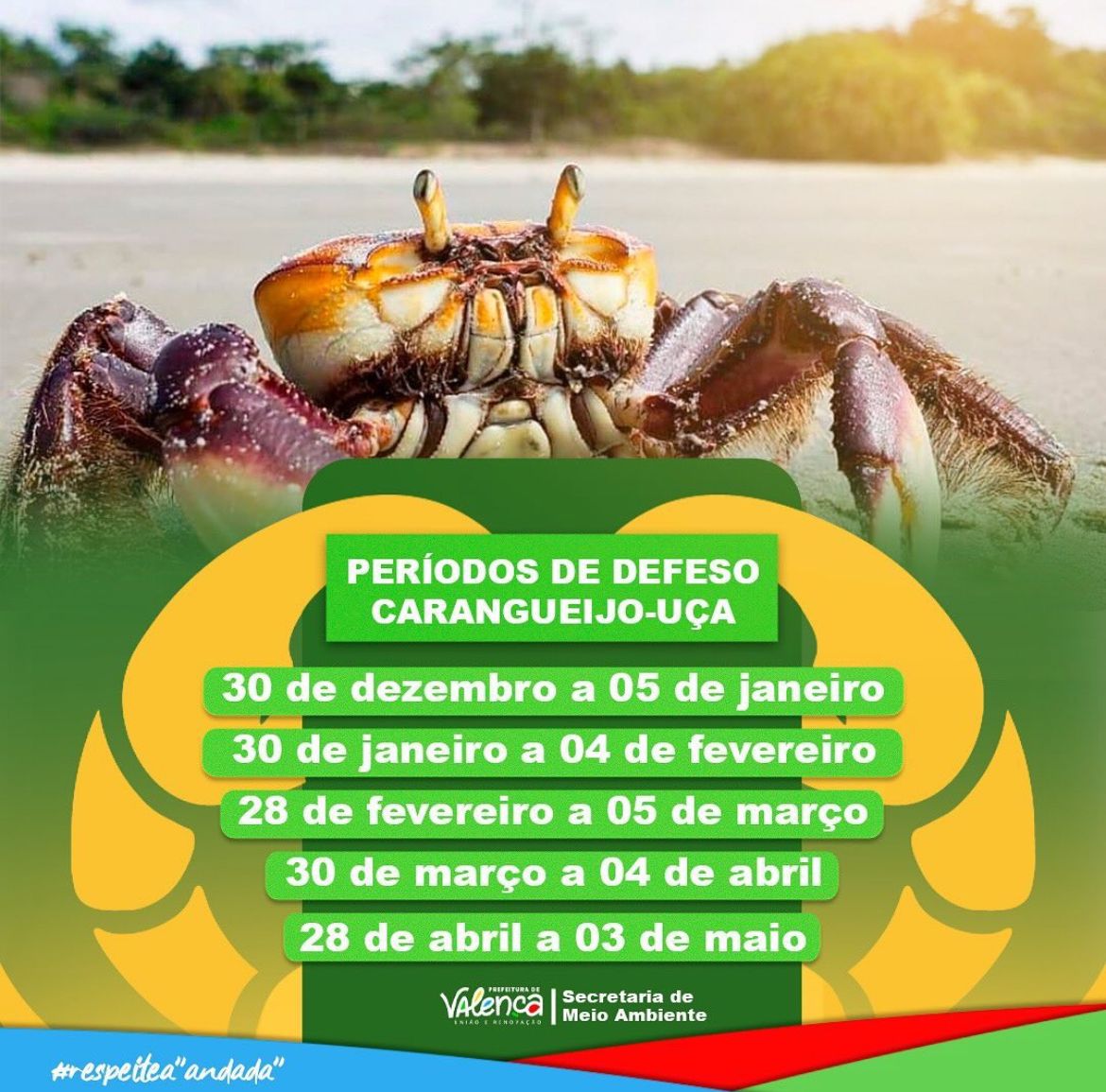 O período de defeso do caranguejo-uçá em 2025 é de 30 de dezembro de 2024 a 3 de maio de 2025. O defeso é dividido em cinco períodos, que coincidem com a lua nova.