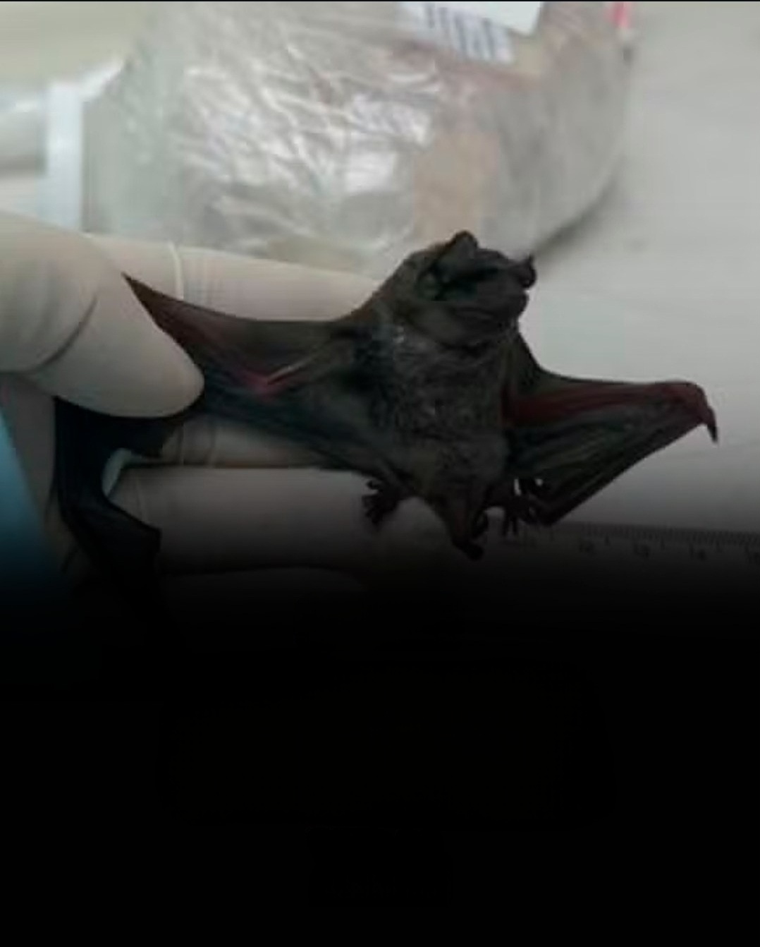 Novo coronavírus semelhante ao mers é identificado em morcego no Ceará
