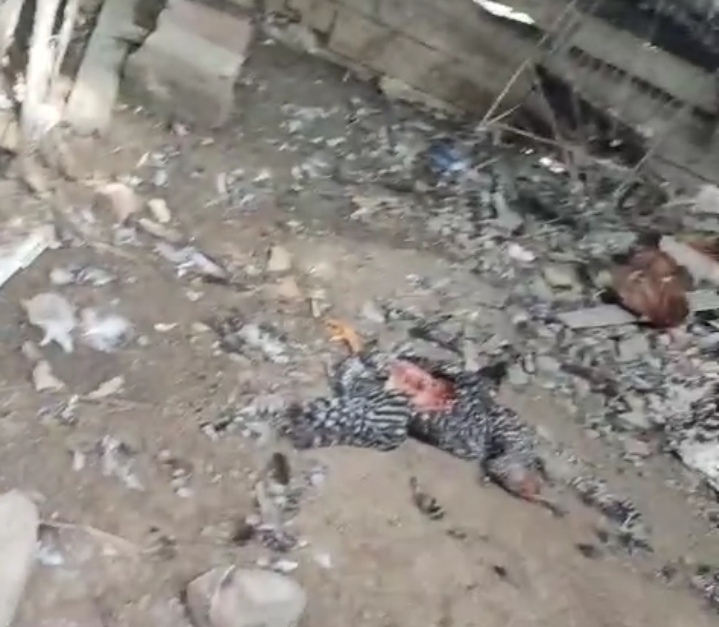 Moradores relatam ataques a galinhas no bairro Santa Rita, em Amargosa