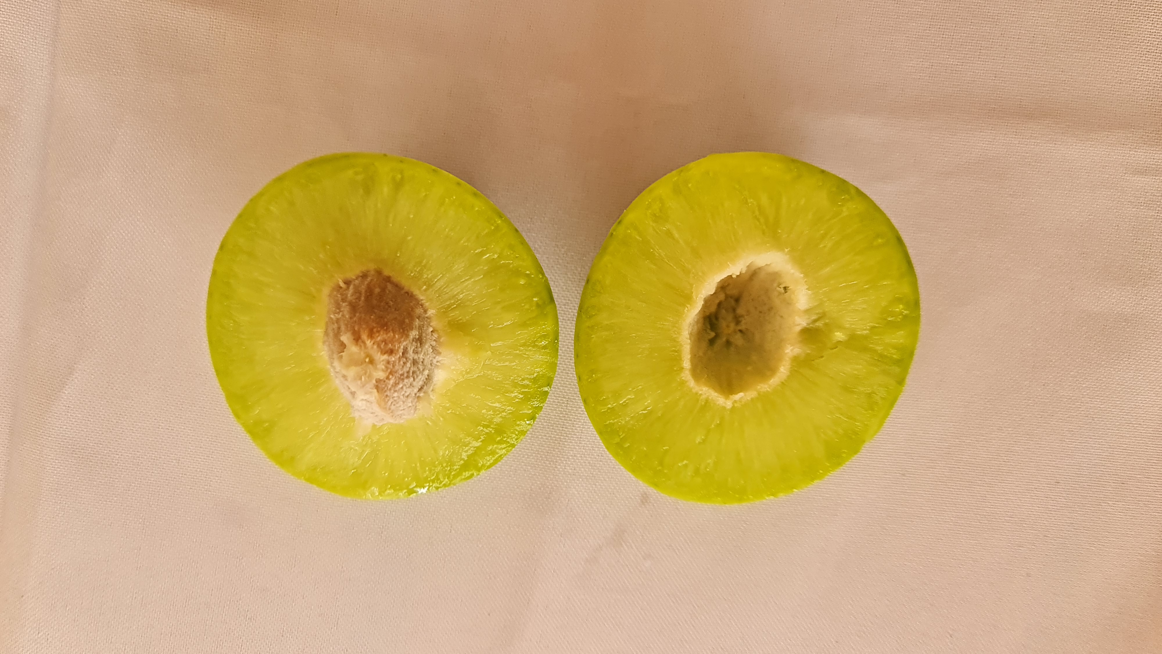 Umbu Gigante: a “loucura” que virou o ouro da caatinga em Aracatu