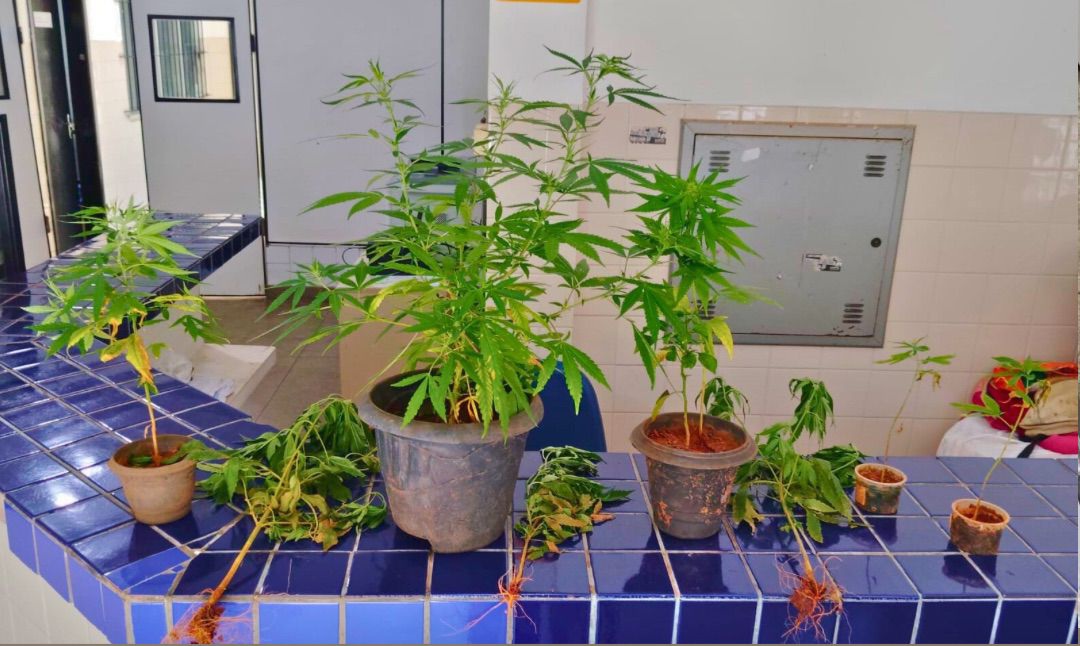 POLÍCIA MILITAR APREENDE PLANTIO DE SUBSTÂNCIA ANÁLOGA À MACONHA EM BRUMADO