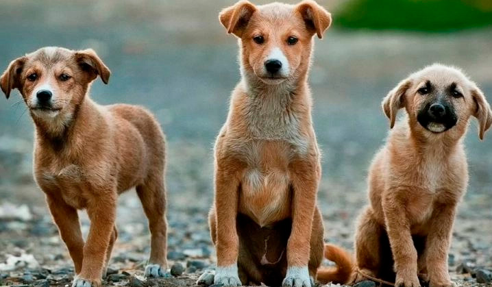Prefeitura firma termo de parceria com a ONG AuAu para realizar ações e atendimento de animais em Brumado