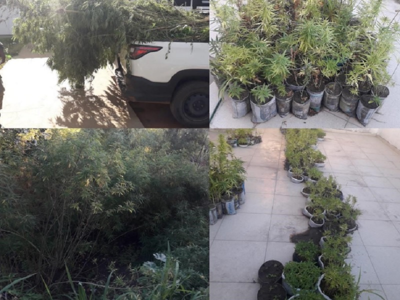 Operação integrada desarticula plantação com cerca de 3 mil pés de maconha e prende suspeito em Caetité