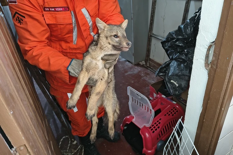 Brumado: Bombeiros capturam raposa e animal é encaminhado a Cetas