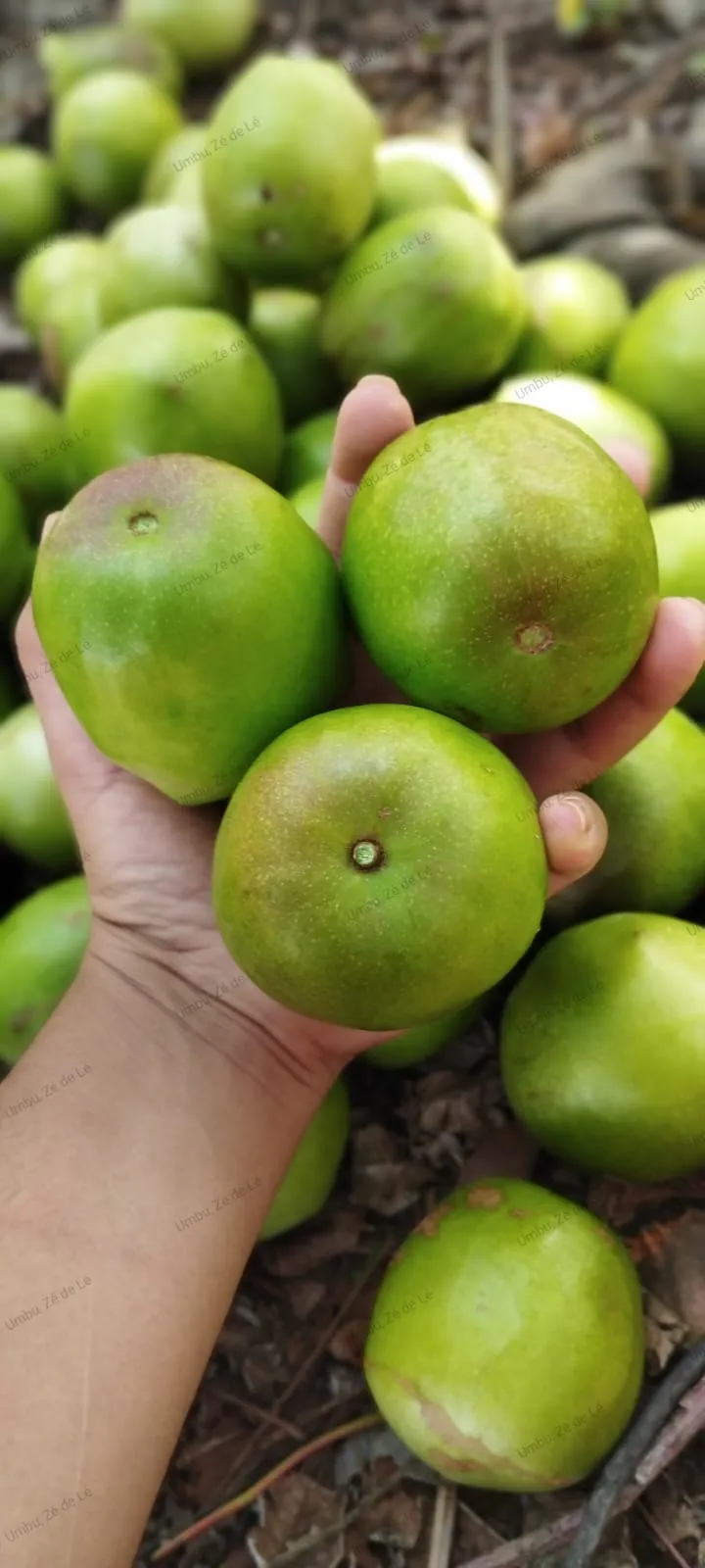 Conheça a história do aracatuense, que é um dos maiores produtores de umbu gigante da região de A...