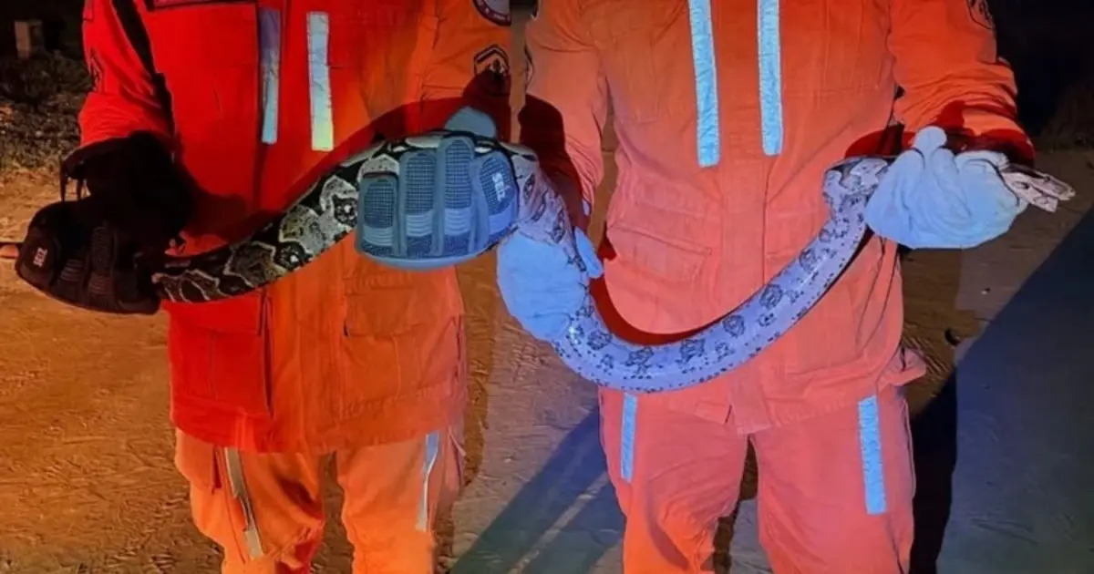 Bombeiros resgatam jiboia de 1,5 metro em loteamento de Bom Jesus da Lapa