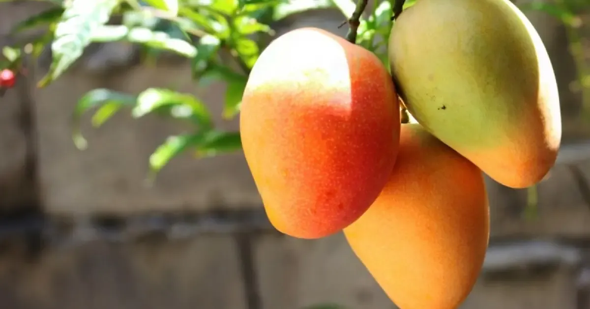 Manga fica de fora de lista de exceções do tarifaço de Trump; fruta é o principal produto exporta...
