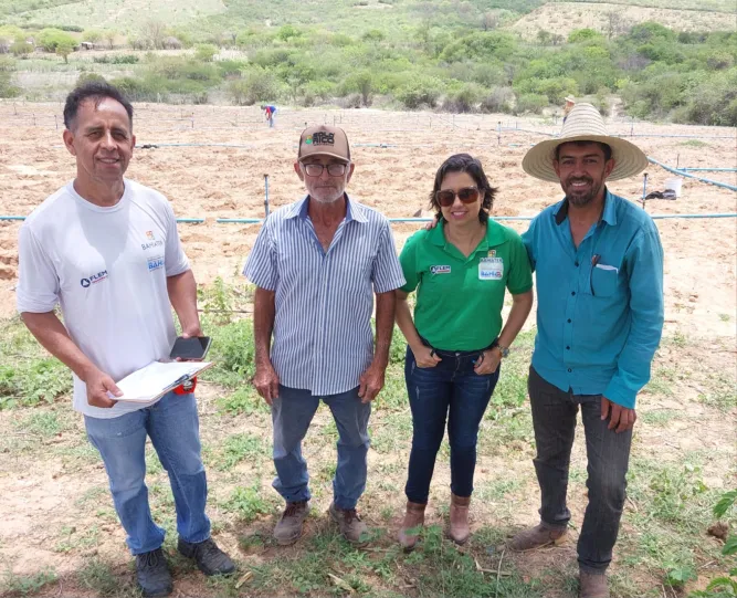 Implantação de Maniveiros Aumenta Produção de Mandioca em Aracatu